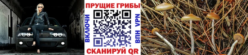 Галлюциногенные грибы ЛСД  Ужур 